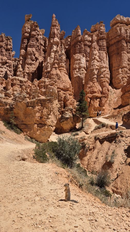 קניון ברייס